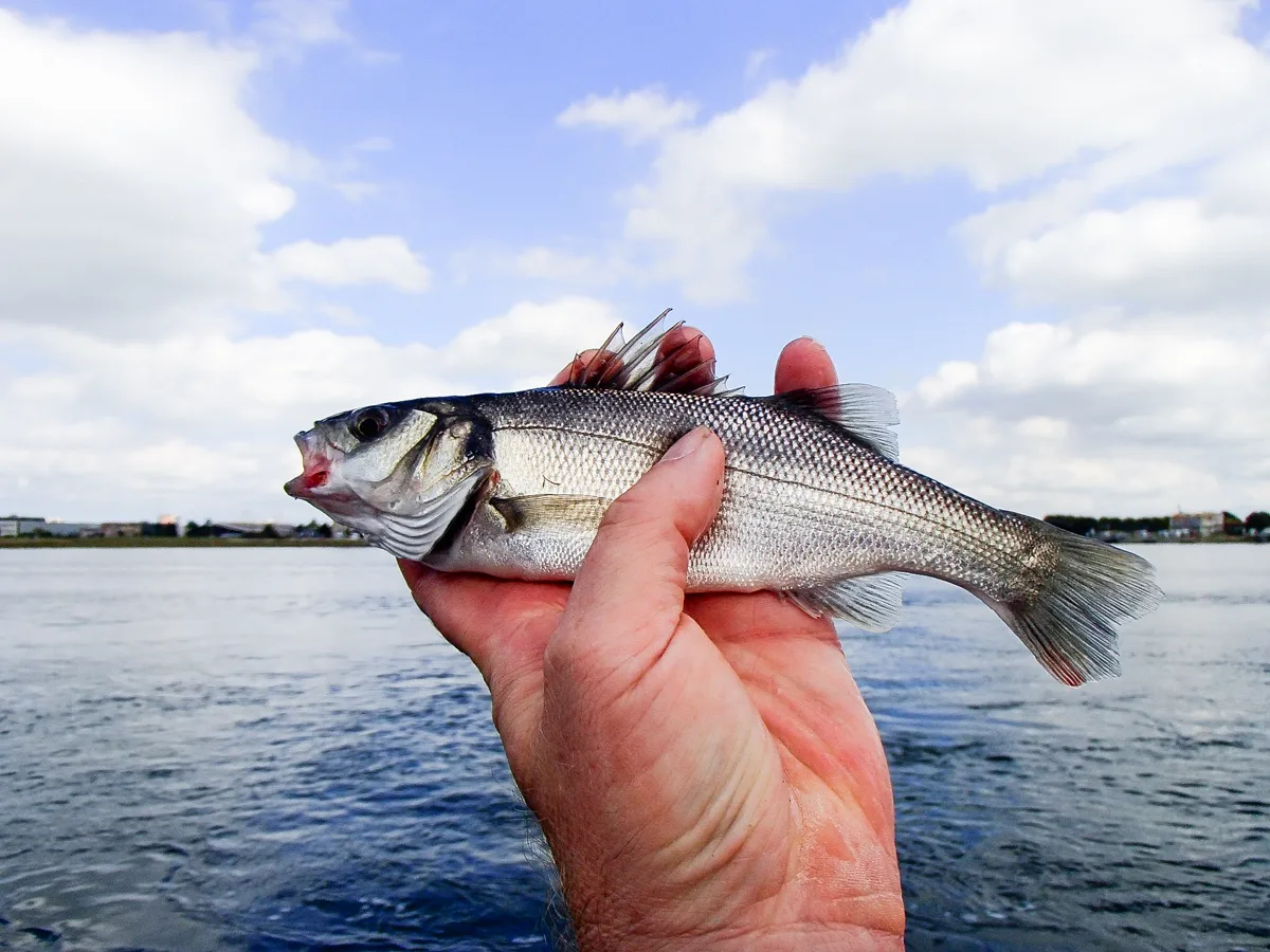 Lubina europea (Dicentrarchus labrax)