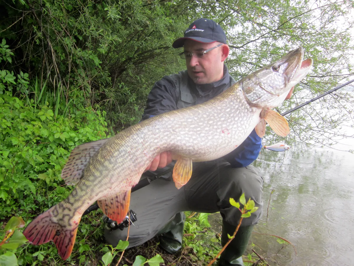 Lucio (Esox lucius) en embalse