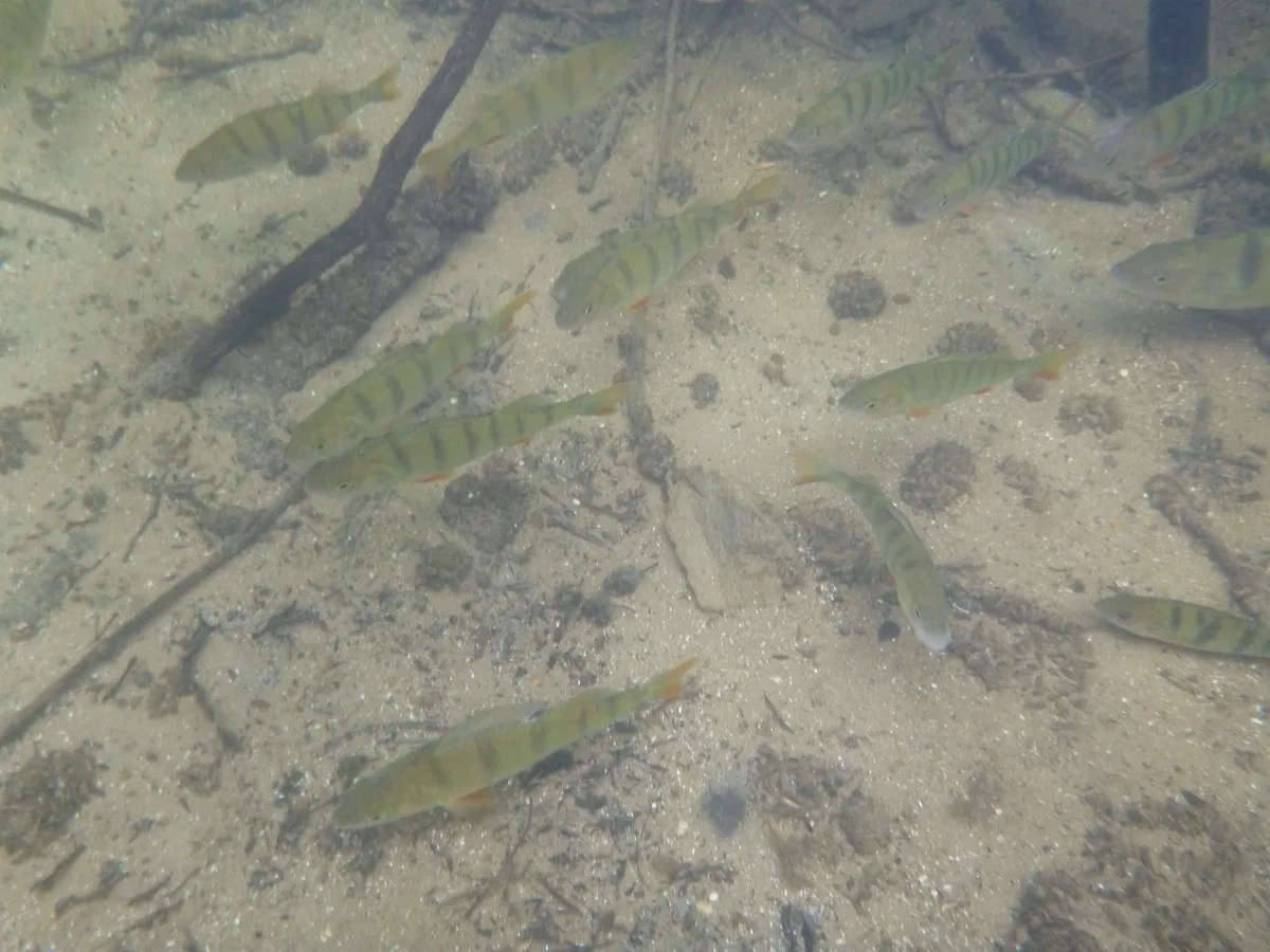 Perca fluvial (Perca fluviatilis)