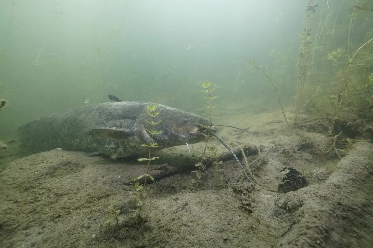 Siluro europeo (Silurus glanis)